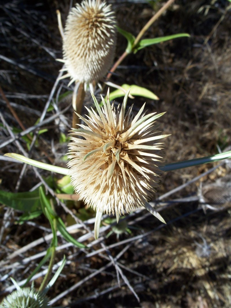 Indian Teasel photo 8