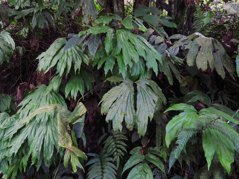 Dipteris chinensis photo 3