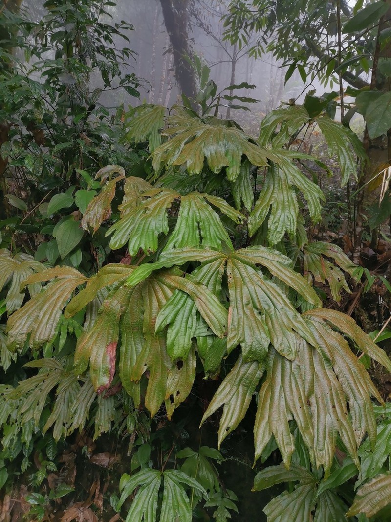 Dipteris chinensis photo 4