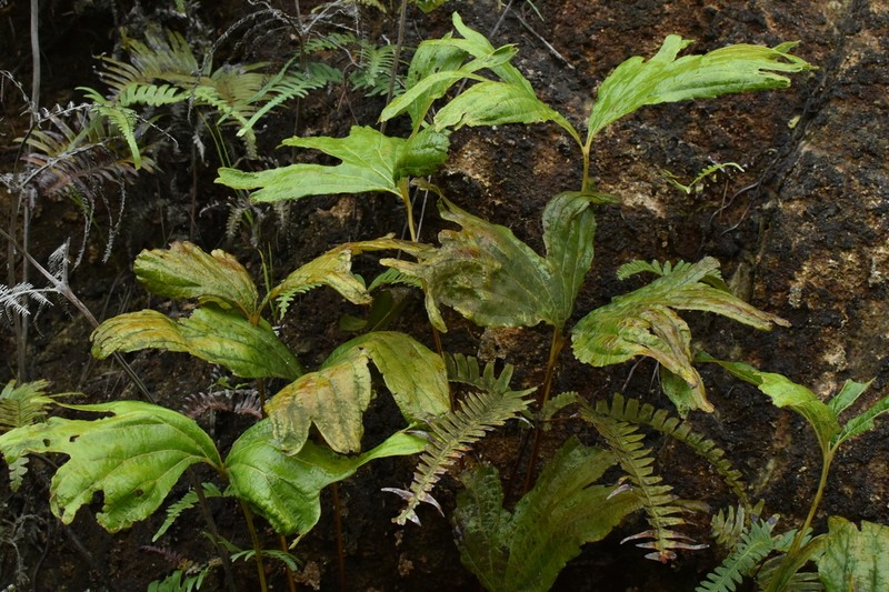 Dipteris chinensis photo 5