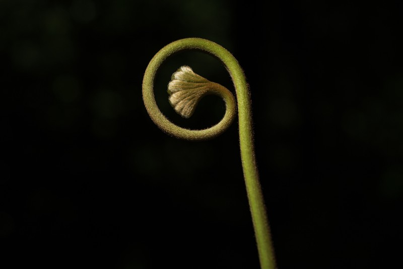 Dipteris conjugata photo 4