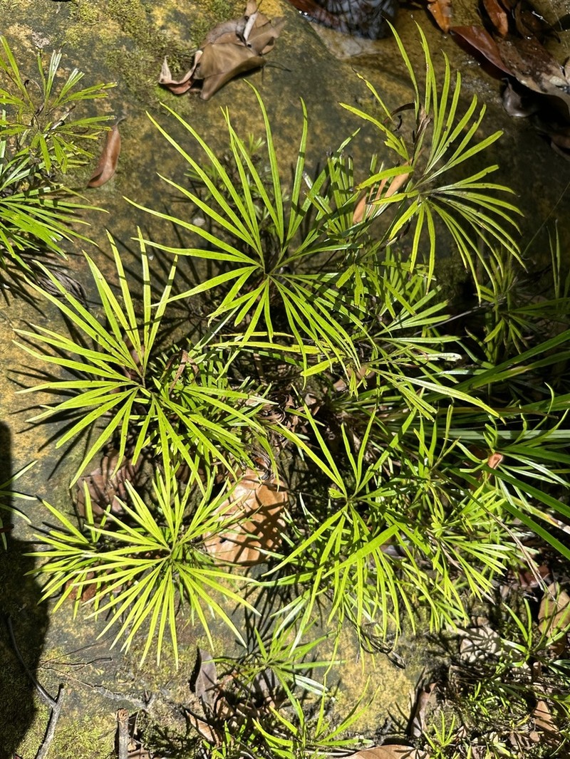 Dipteris lobbiana photo 3