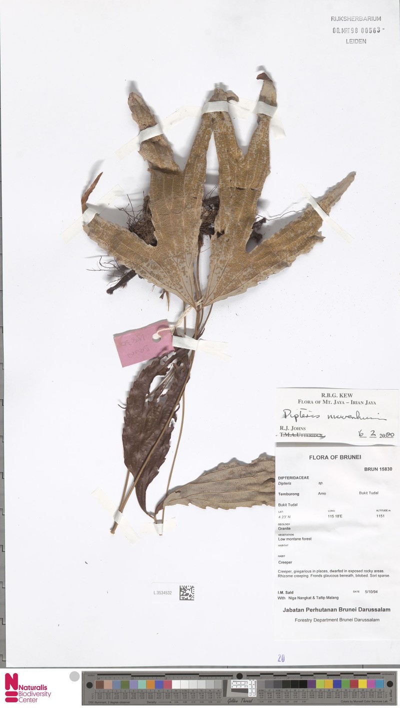 Dipteris nieuwenhuisii