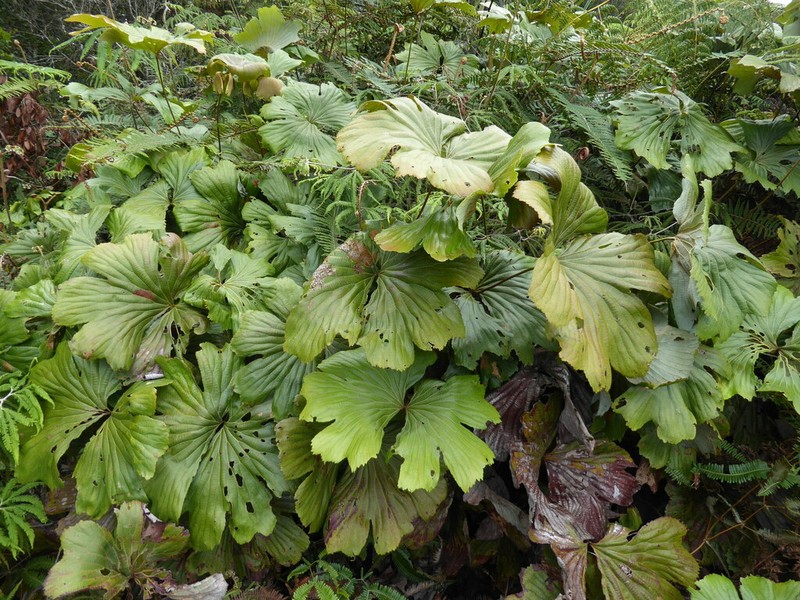 Dipteris novoguineensis