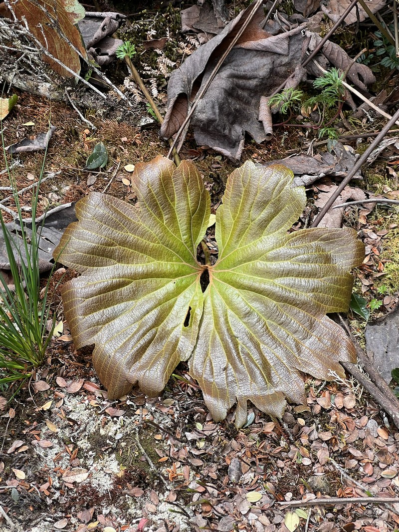 Dipteris novoguineensis photo 3