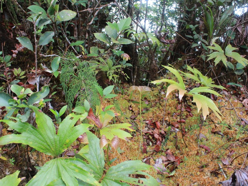 Dipteris novoguineensis photo 5
