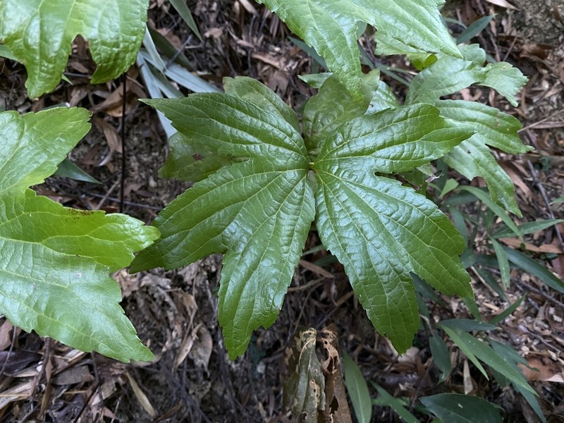 Dipteris shenzhenensis