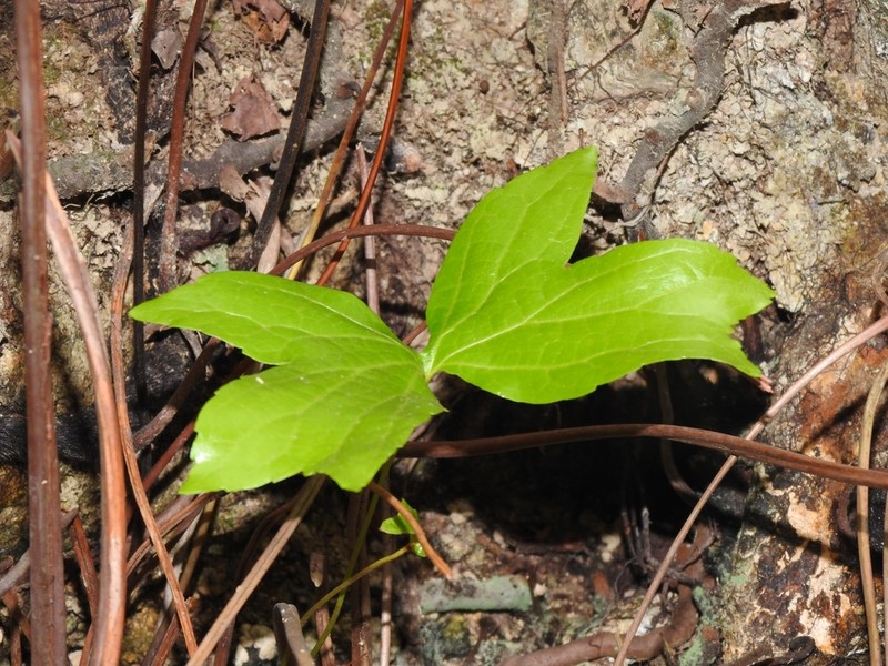 Dipteris shenzhenensis photo 3