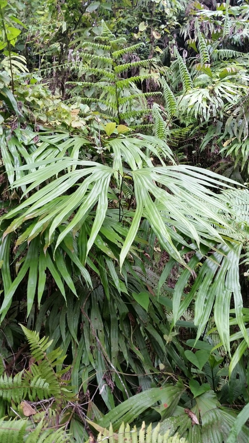 Dipteris wallichii