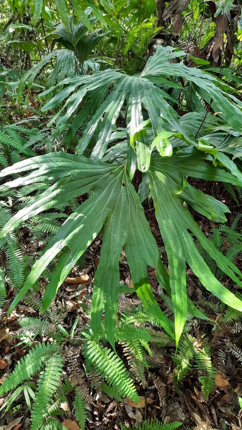 Dipteris wallichii photo 3
