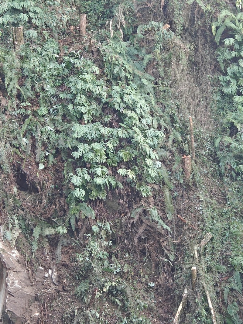 Dipteris wallichii photo 5
