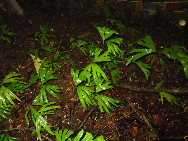 Dipteris wallichii photo 6