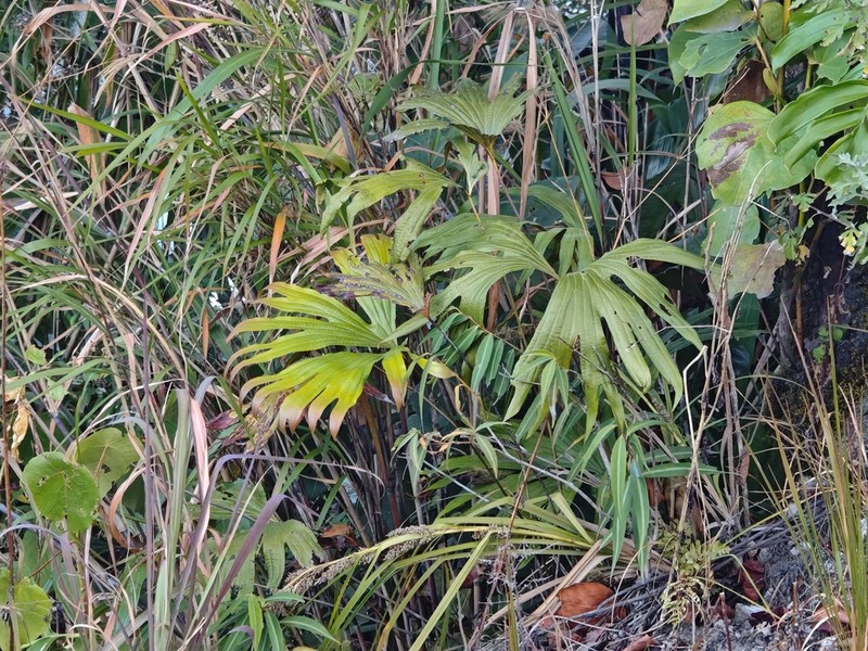 Dipteris wallichii photo 8