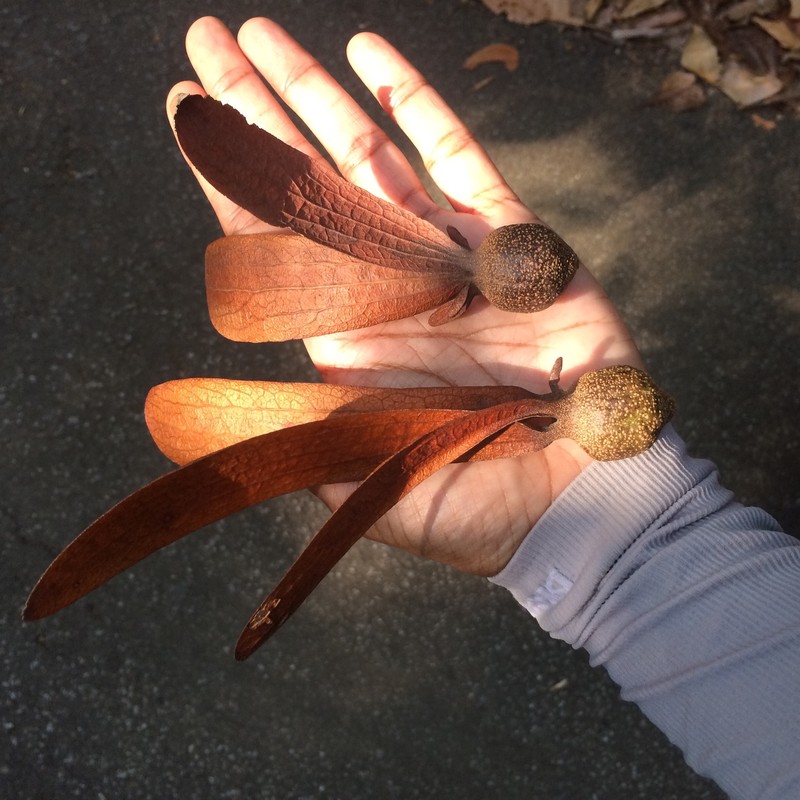 Dipterocarpus condorensis subsp. condorensis