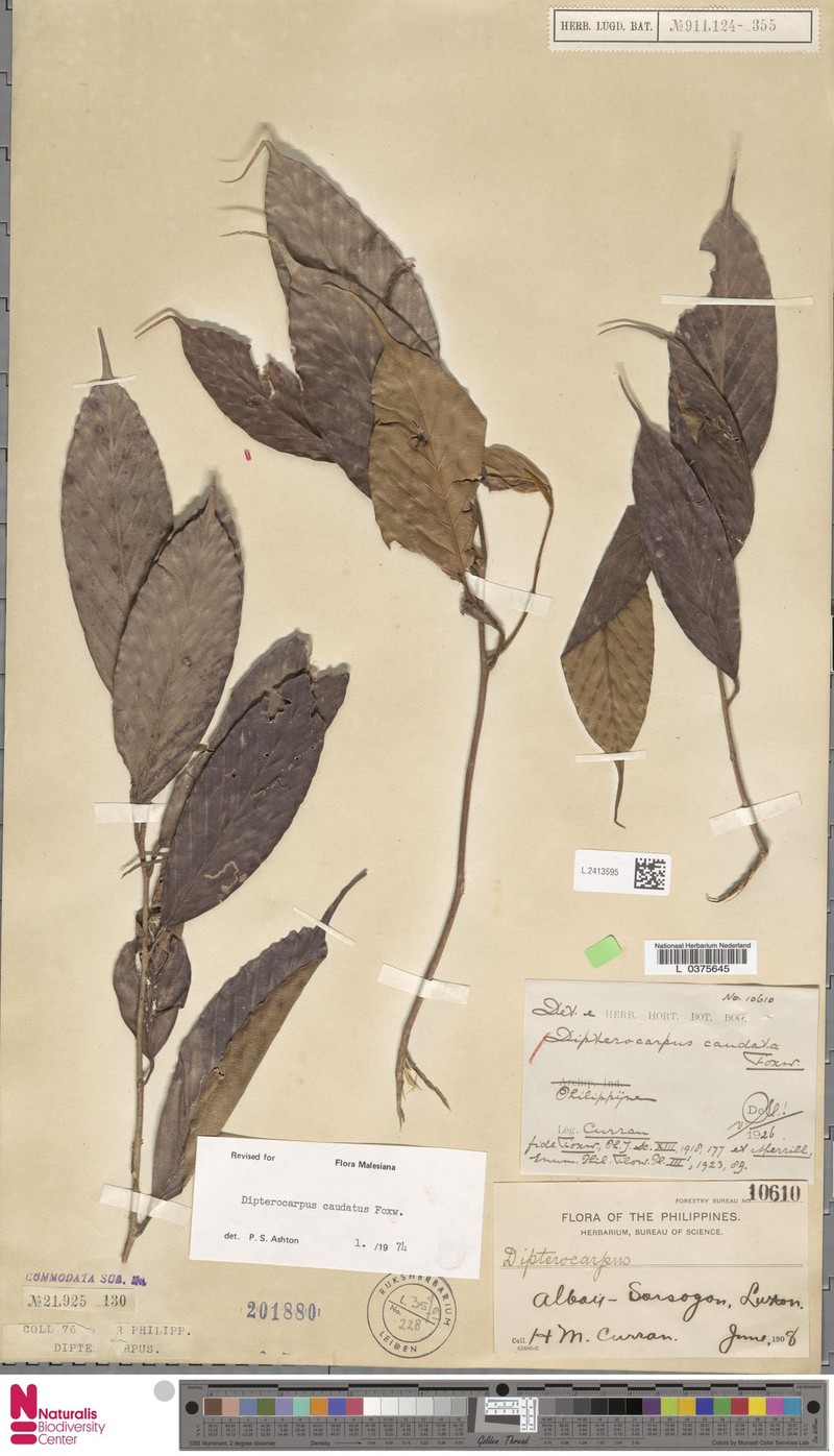 Dipterocarpus condorensis subsp. condorensis photo 2