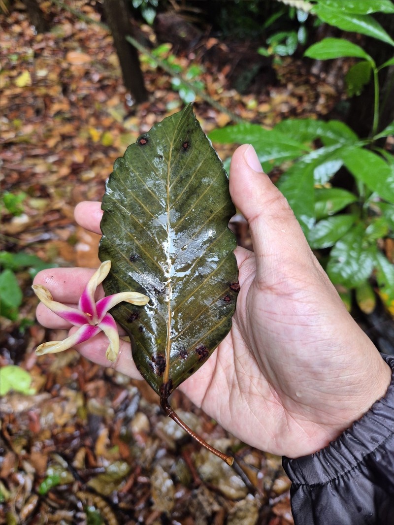 Dipterocarpus condorensis subsp. penangianus