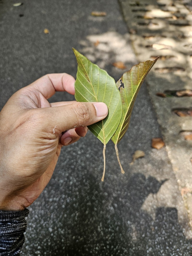 Dipterocarpus condorensis subsp. penangianus photo 2