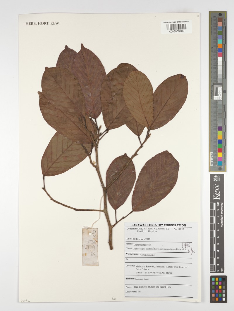 Dipterocarpus condorensis subsp. penangianus photo 3
