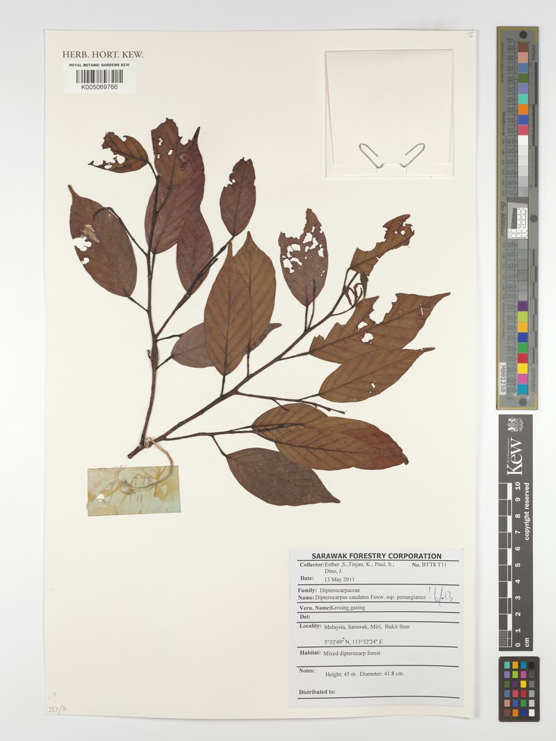 Dipterocarpus condorensis subsp. penangianus photo 4