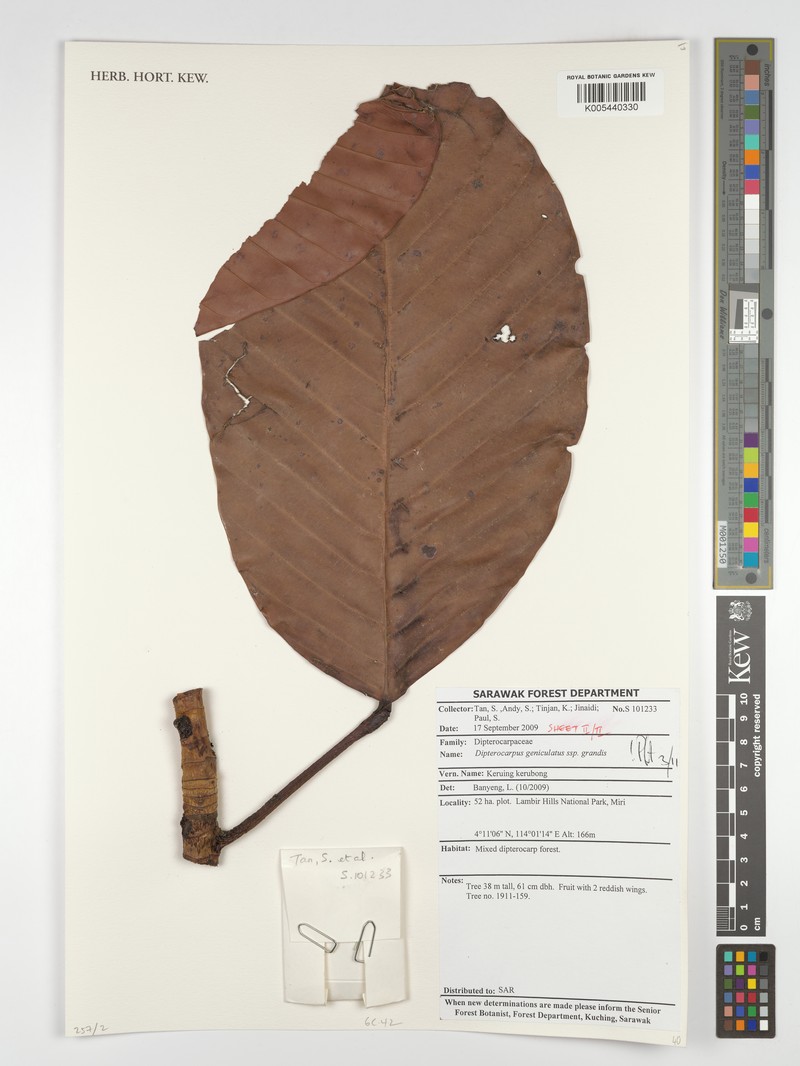 Dipterocarpus geniculatus subsp. geniculatus