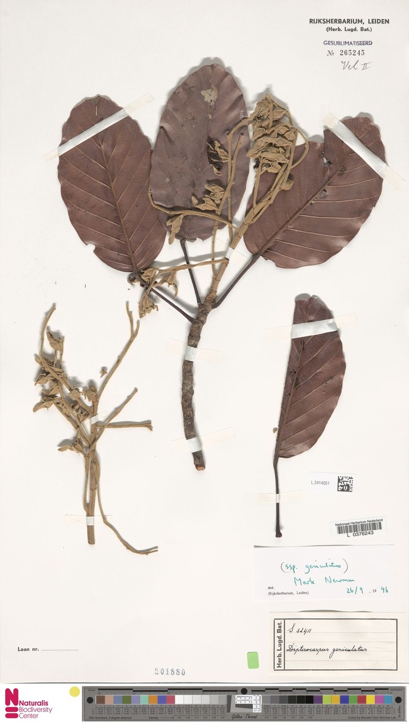 Dipterocarpus geniculatus subsp. geniculatus photo 2