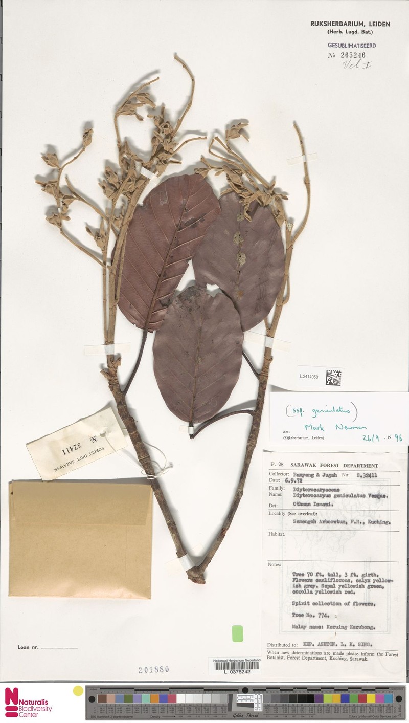 Dipterocarpus geniculatus subsp. geniculatus photo 3