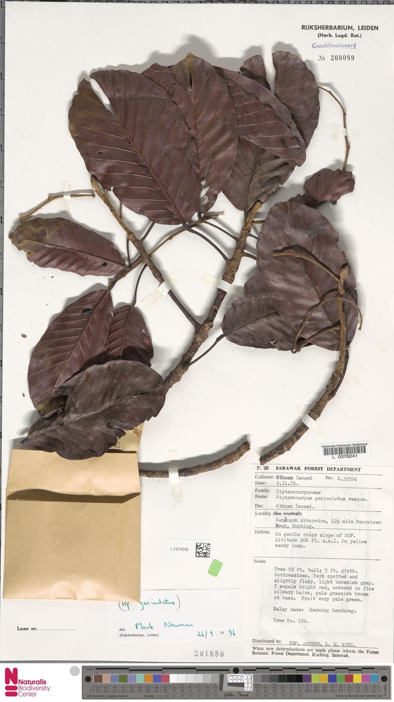 Dipterocarpus geniculatus subsp. geniculatus photo 4