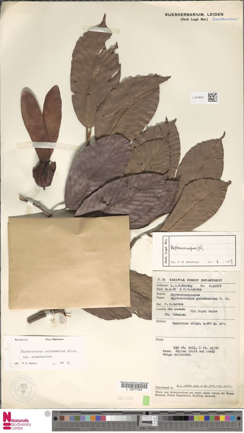 Dipterocarpus palembanicus subsp. palembanicus