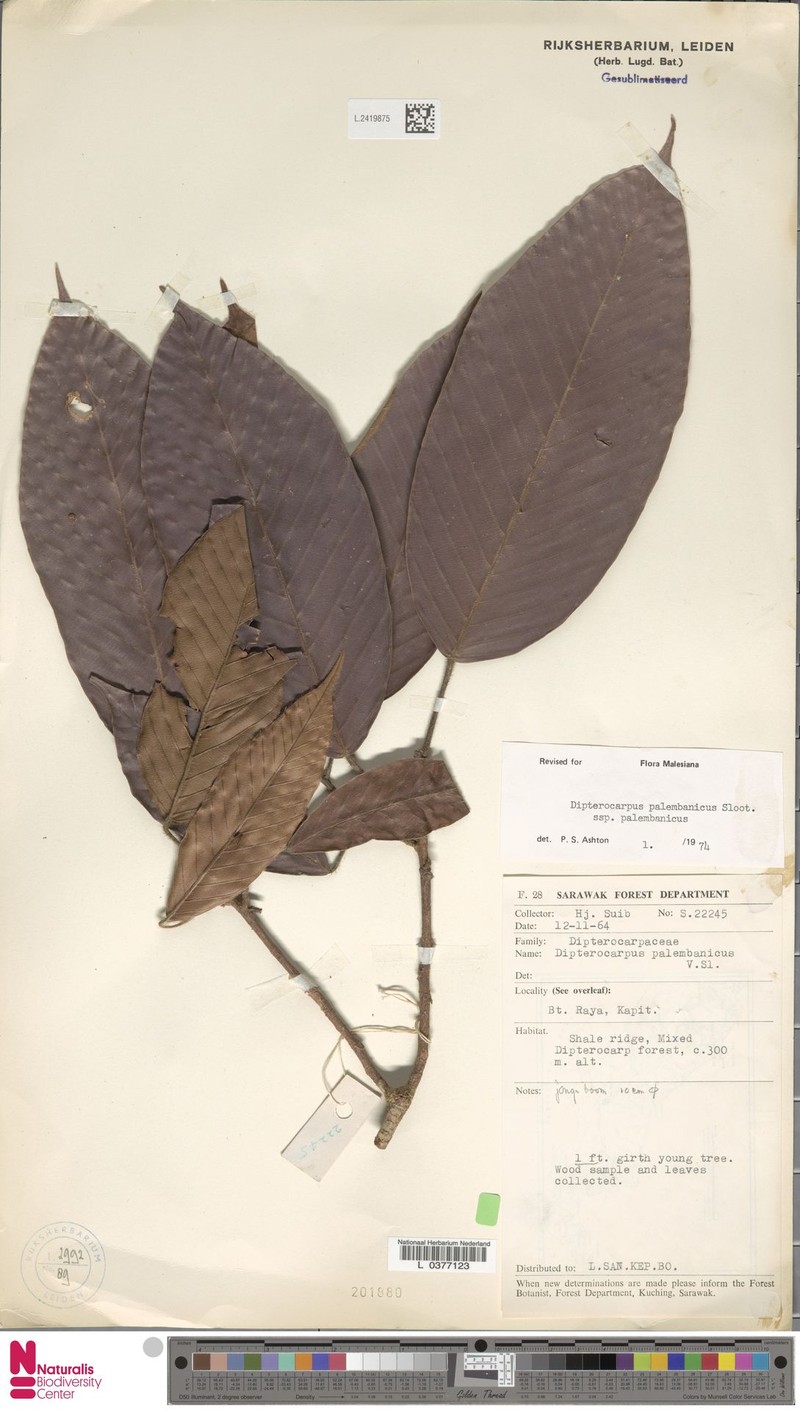 Dipterocarpus palembanicus subsp. palembanicus photo 2