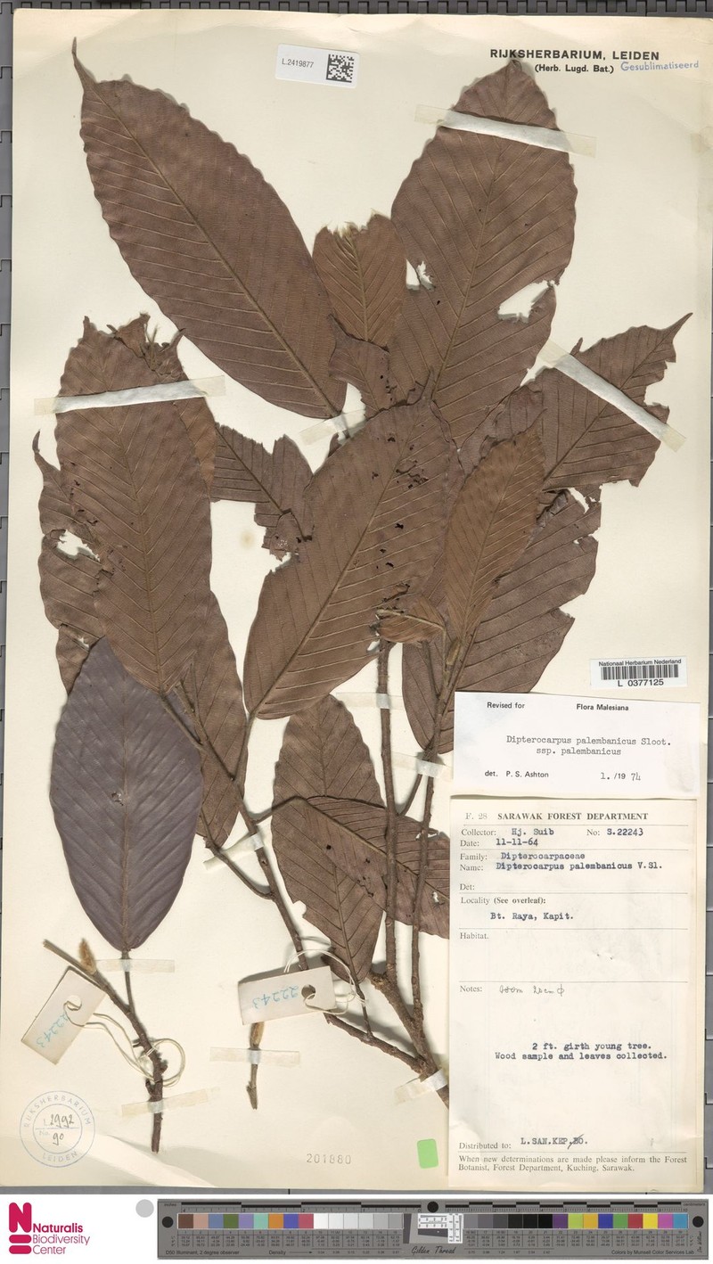 Dipterocarpus palembanicus subsp. palembanicus photo 3
