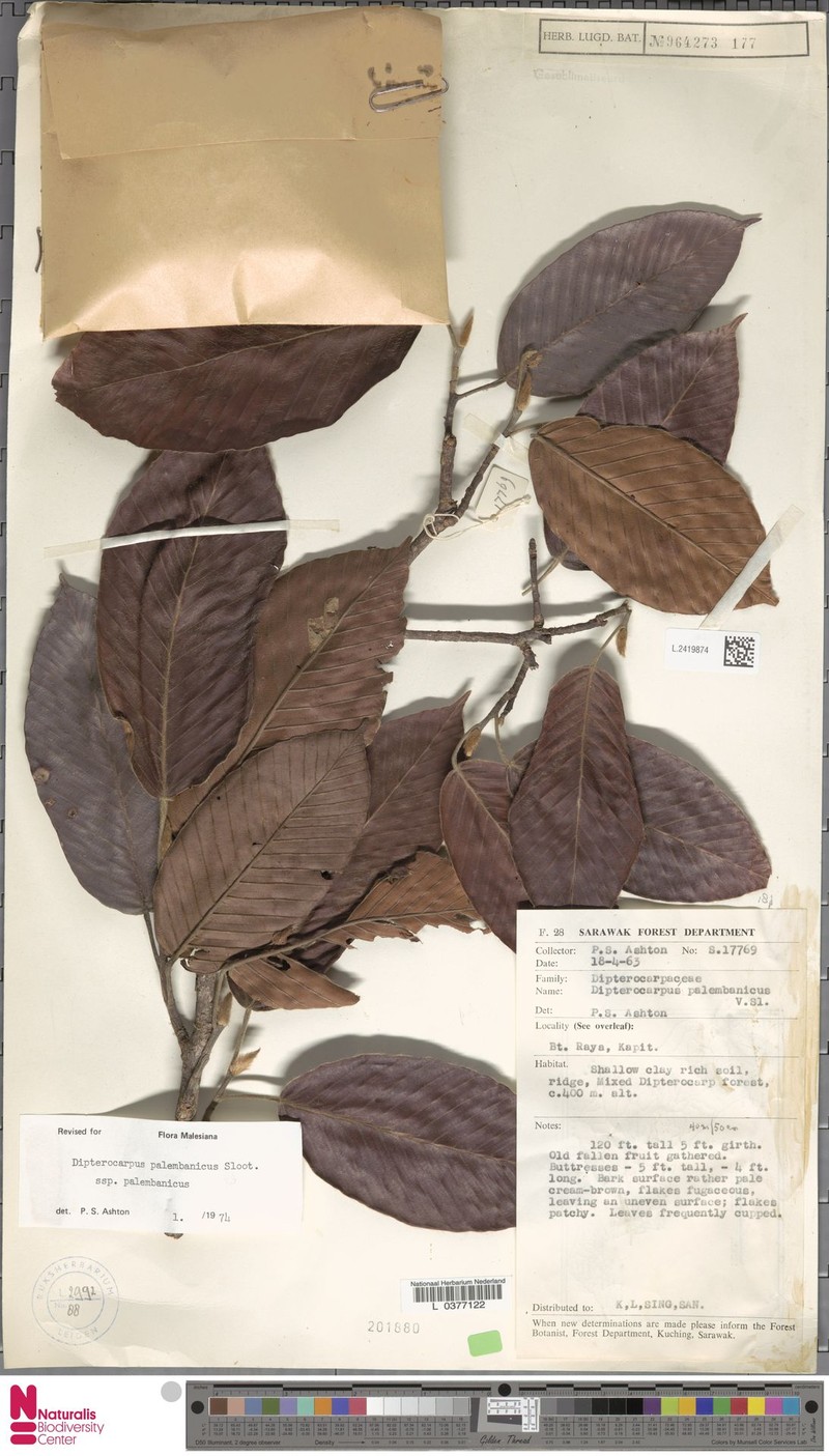Dipterocarpus palembanicus subsp. palembanicus photo 4