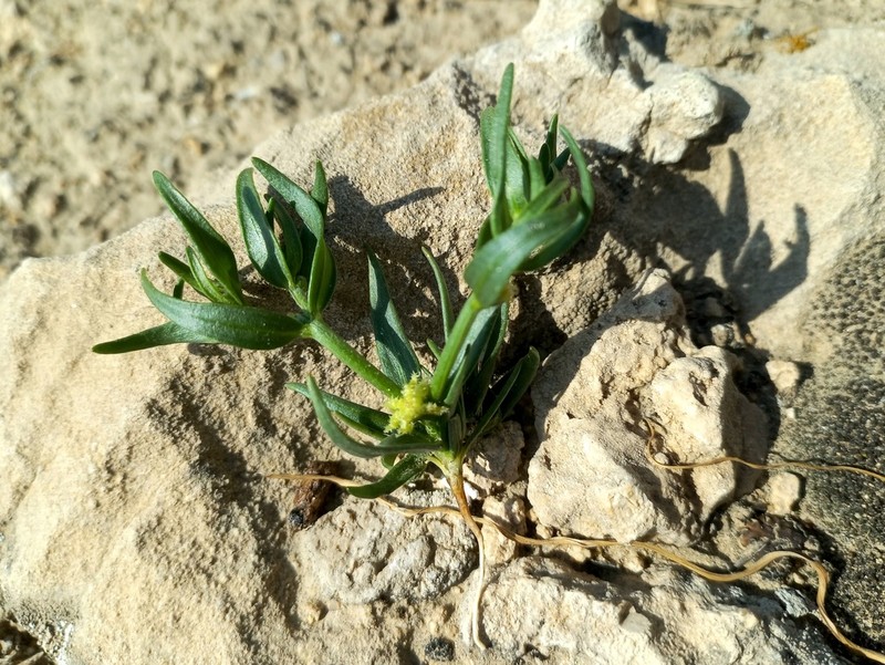 Dipterocome pusilla