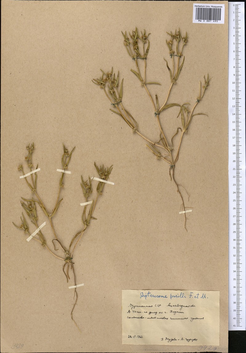 Dipterocome pusilla photo 4