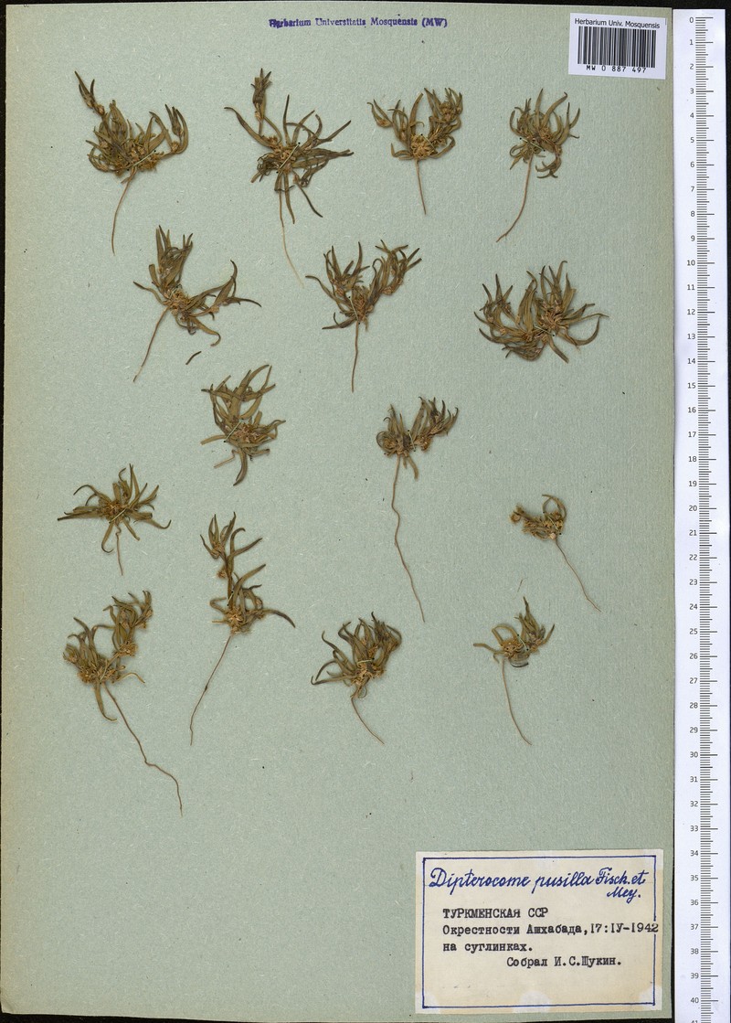 Dipterocome pusilla photo 5