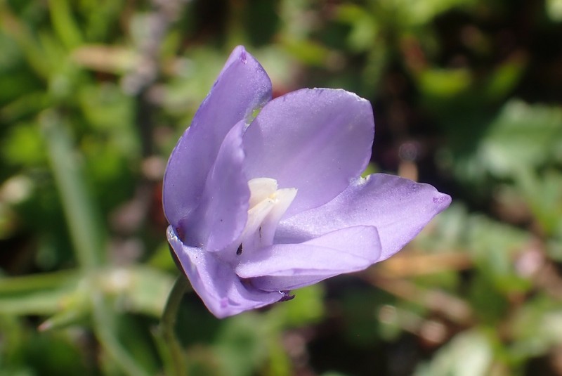 Dipterostemon capitatus subsp. lacuna-vernalis