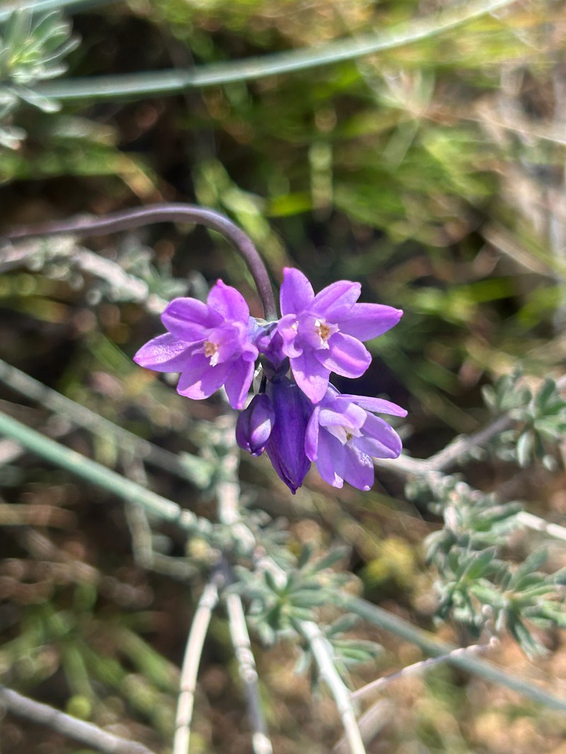 Dipterostemon capitatus subsp. pauciflorus