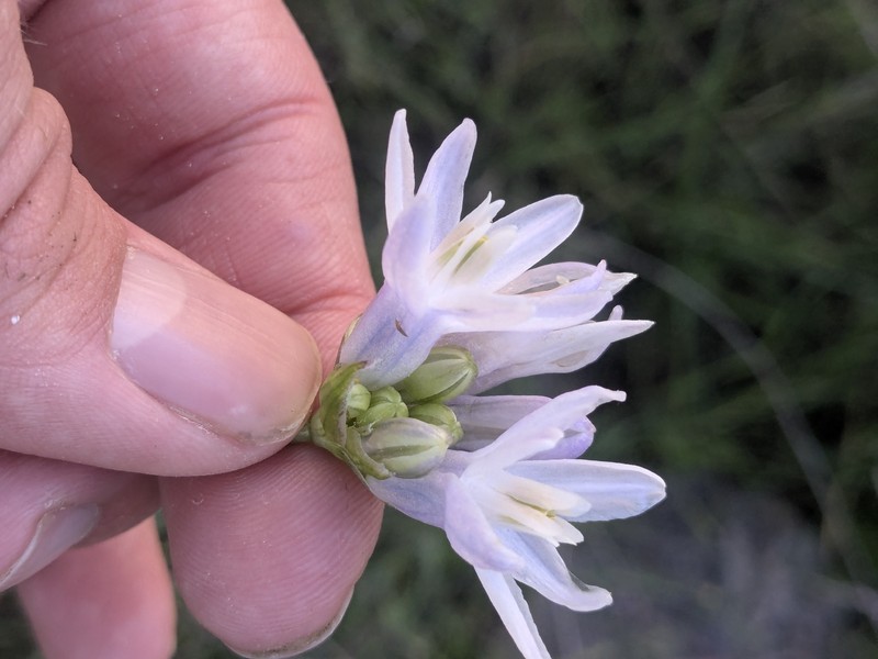 Dipterostemon capitatus subsp. pauciflorus photo 3