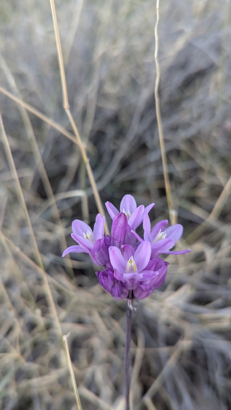 Dipterostemon capitatus subsp. pauciflorus photo 6