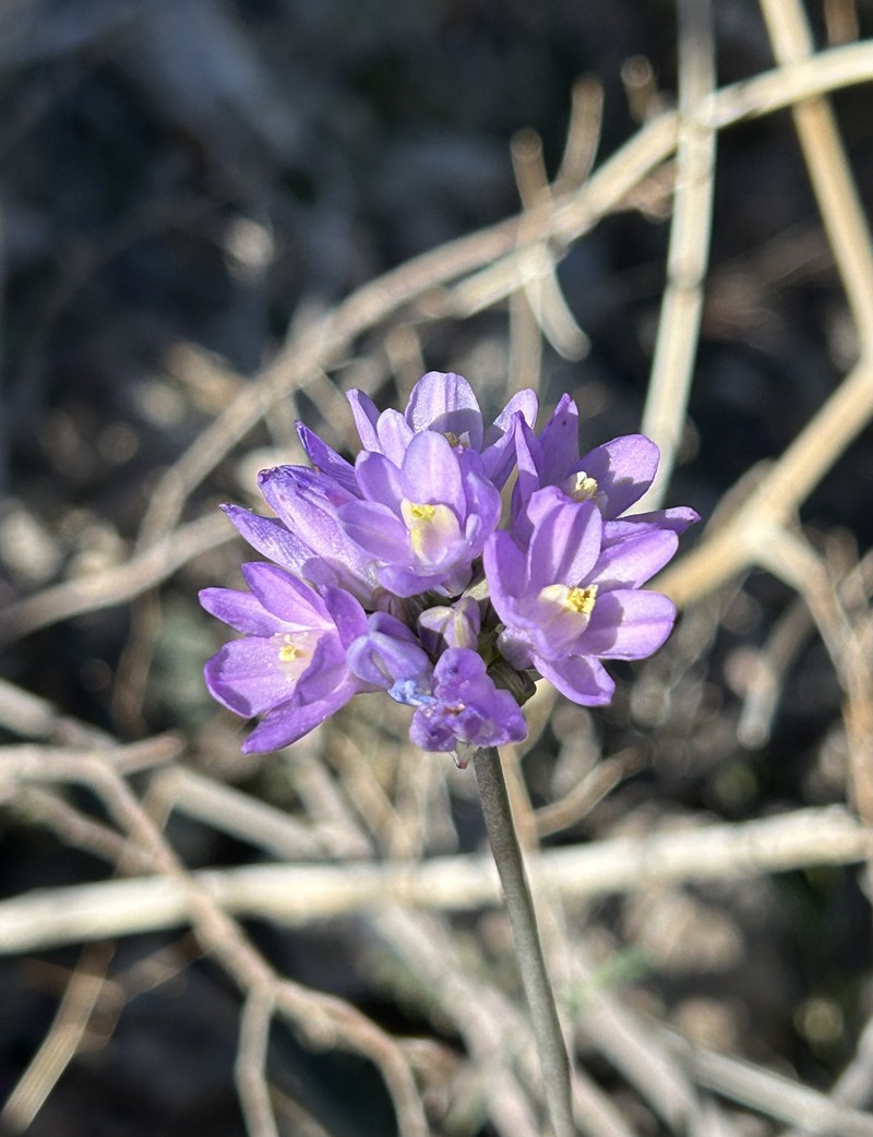 Dipterostemon capitatus subsp. pauciflorus photo 7