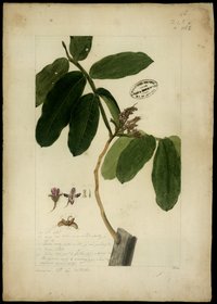Tonka Bean