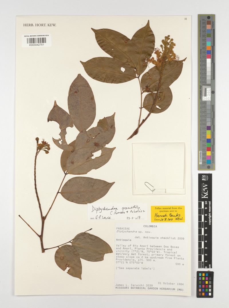 Diptychandra granadillo