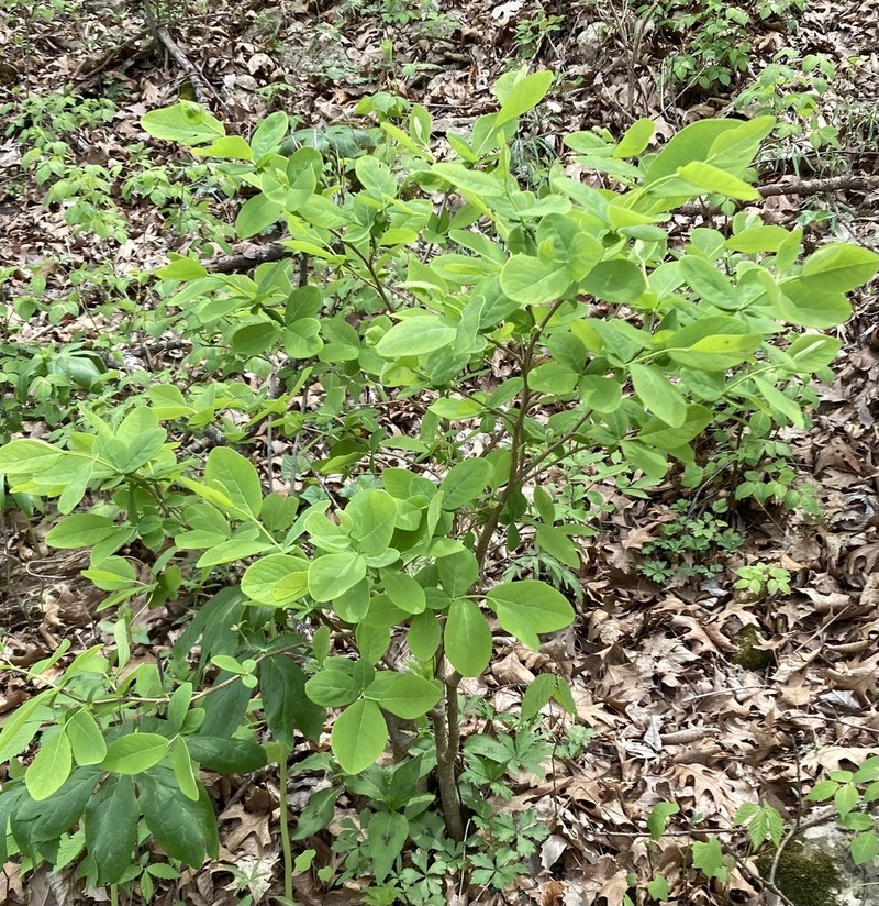 Dirca decipiens