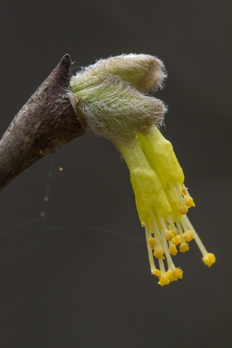 Dirca decipiens photo 2