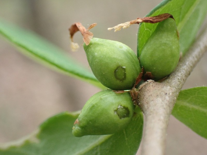 Dirca decipiens photo 3