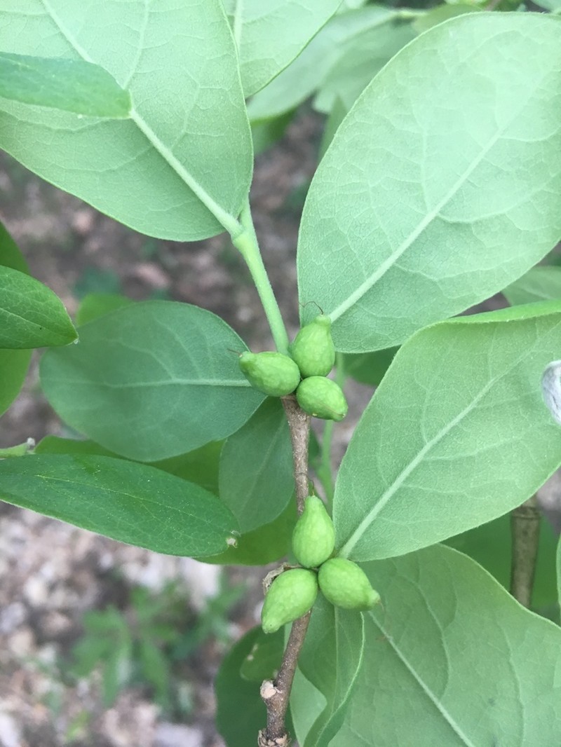 Dirca decipiens photo 4