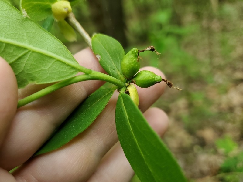 Dirca decipiens photo 5