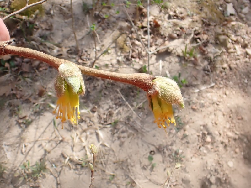 Dirca decipiens photo 6