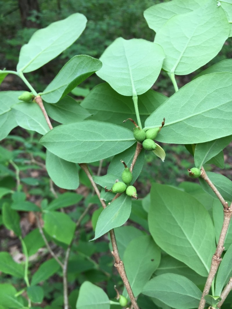 Dirca decipiens photo 7