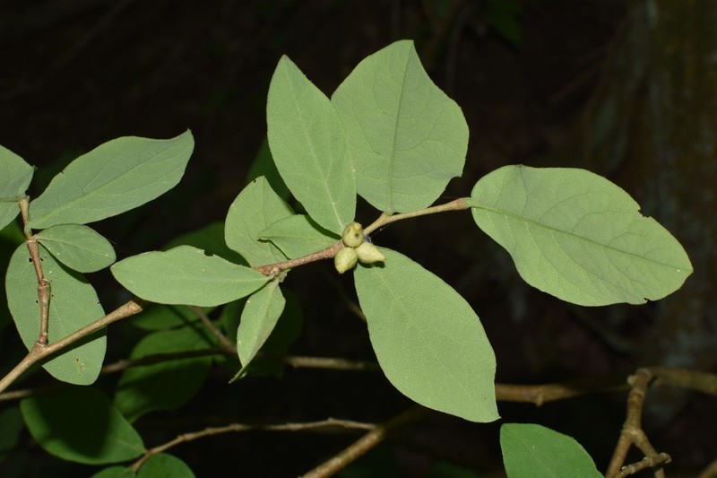 Dirca decipiens photo 8
