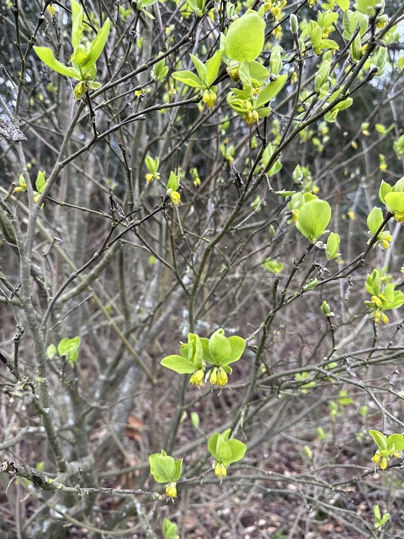 Western Leatherwood photo 5